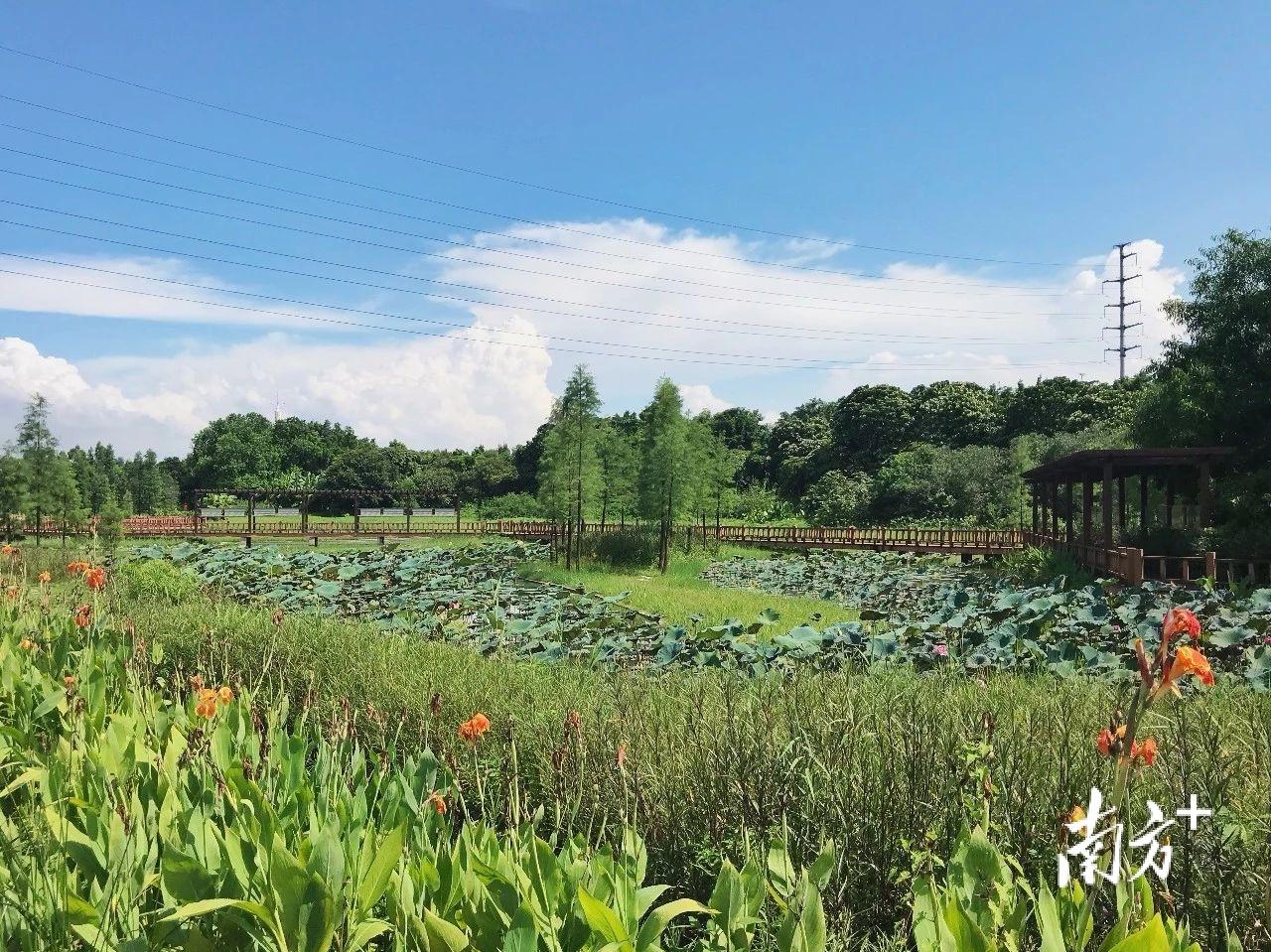 新星村委会天气预报及影响深度解析